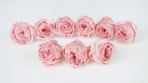 Rosen konserviert Cocotte Earth Matters - 9 Köpfe - Vanilla pink 133 - Si-nature