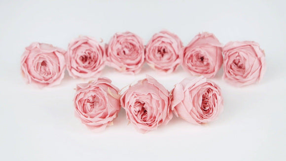 Roses preserved Cocotte Earth Matters - 9 heads - Vanilla pink 133