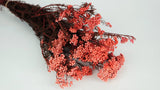 Stabilisierte Diosmi - 1 Strauß - Coral Rosa