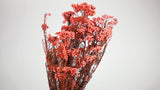 Preserved rice flowers - 1 bunch - Coral pink