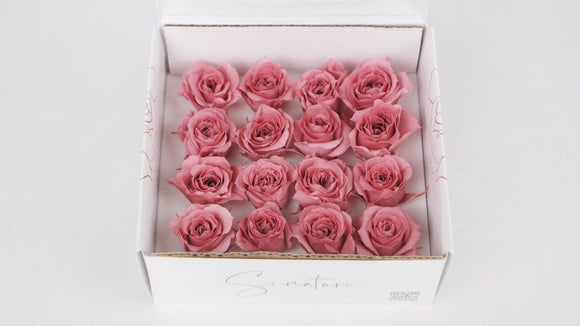 Stabilisierte Rosen 1 cm - 16 Stück - Dusty pink - Si-nature
