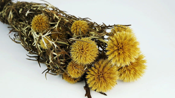 Preserved Echinops - 1 bunch - Saffron yellow