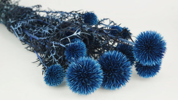 Echinops stabilisé - 1 bouquet - Bleu saphir