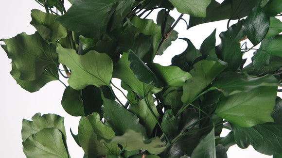Stabilised ivy without fruits - 1 bunhc - Green