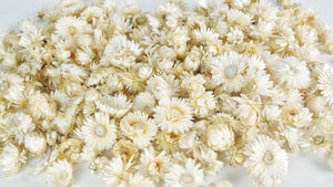 Strawflowers heads - 200 g - Natural colour ivory