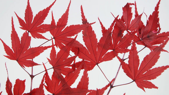 Preserved Japanese Maple - 1 bundle - Red