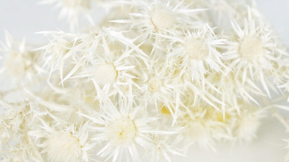 Chardon Eryngium séché - 1 botte - Blanc