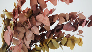 Konservierter Eukalyptus Stuartiana - 1 Bund - Herbstfarbe - Si-nature