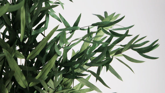 Eucalyptus Nicoli stabilisé - 1 botte - Vert