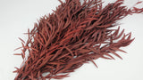 Konservierter Eukalyptus Nicoli - 1 Bund - Rot - Si-nature