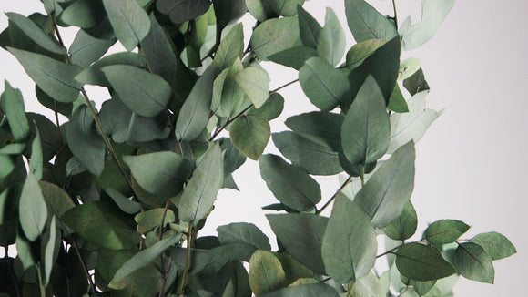Preserved eucalyptus Stuartiana - 1 bunch - Green