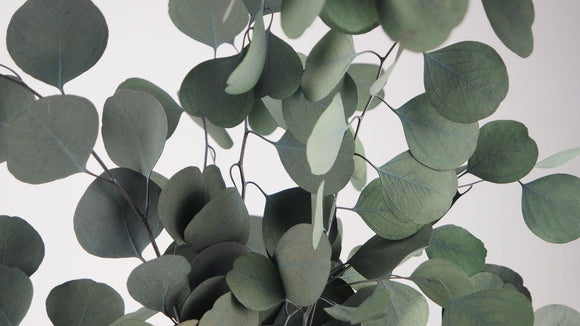Preserved eucalyptus Populus - 1 bunch - Green