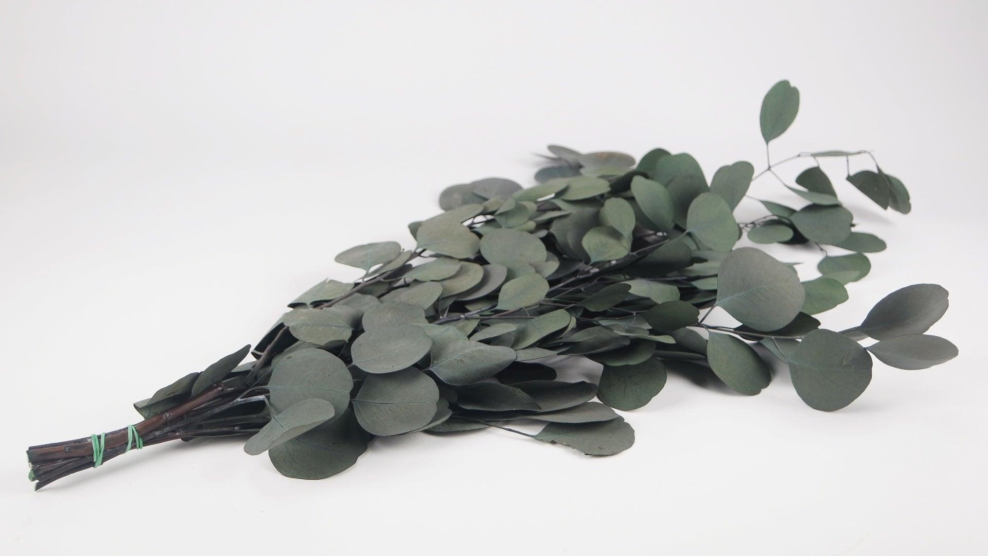 Eucalyptus Parvifolia Natural Color Preserved Bunch – Sprout Home