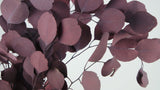 Preserved eucalyptus Populus - 1 bunch - Red