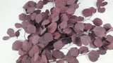 Preserved eucalyptus Populus - 1 bunch - Red