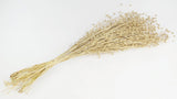 Dried flax - 1 bunch - Gold