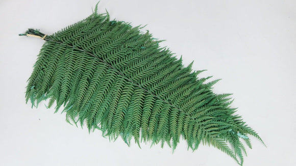 Dragon fern preserved - 10 stems - Green