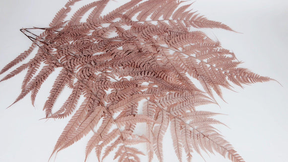 Leather fern preserved 80 cm - 10 stems - Blush