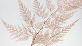 Farn Schneeflocke konserviert - 10 Stiele - Blush - Si-nature