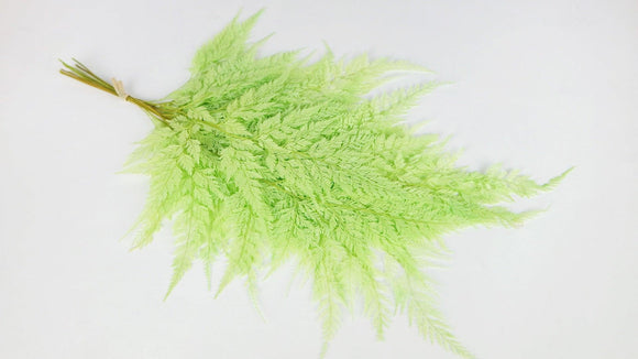 Farn Schneeflocke konserviert - 10 Stiele - Springgrün