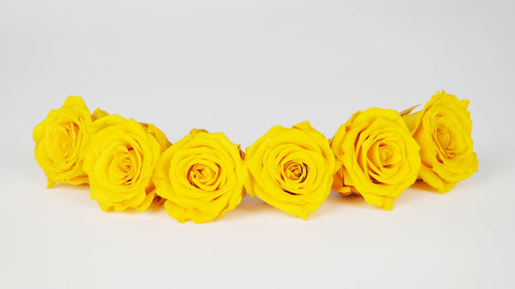Roses stabilisées 4,5 cm - 6 têtes - Jaune