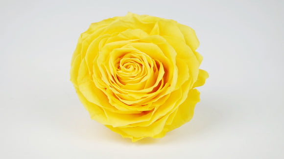 Stabilisierte Rose 8 cm - 1 Stück - Gelb
