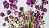 Gomphrena - 1 bunch - Natural colour purple