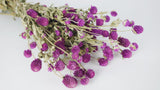Gomphrena - 1 bunch - Natural colour purple