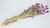 Gomphrena - 1 bunch - Natural colour purple