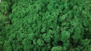 Lichen preserved - 2,5 kg - Grass green