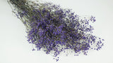 Konserviertes Schleierkraut - 1 Bund - Lavendel blau - Si-nature