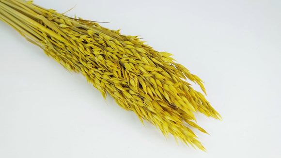 Dried oat - 1 bunch - Saffron yellow