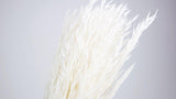 Dried oat - 1 bunch - White