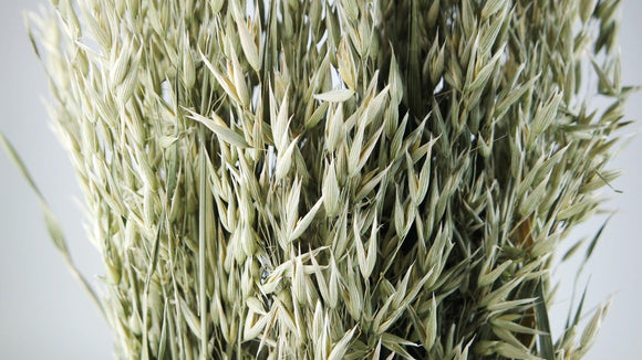 Dried oat - 1 bunch - Natural colour