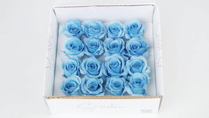Preserved roses 1 cm - 16 heads - Light blue