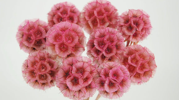 Scabiosa stellata - 10 stems - Light pink