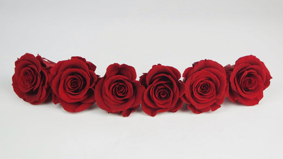 Roses stabilisées 5 cm - 6 têtes - Rouge clair