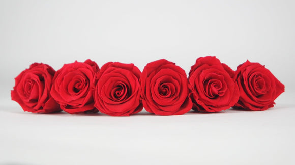 Roses stabilisées 6,5 cm - 6 têtes - Rouge clair