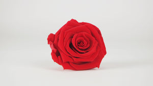 Stabilised rose 8 cm - 1 rose head - Light red