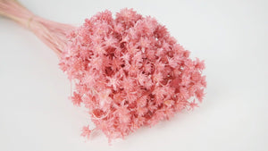 Dried hill flowers - 1 bunch - old pink