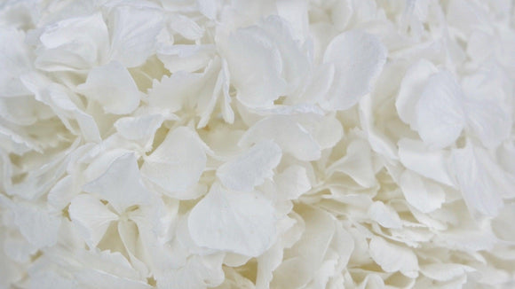Preserved hydrangea - 1 head - White