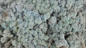Lichen preserved - 2,5 kg - Blue
