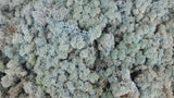 Lichen preserved - 5 kg - Blue