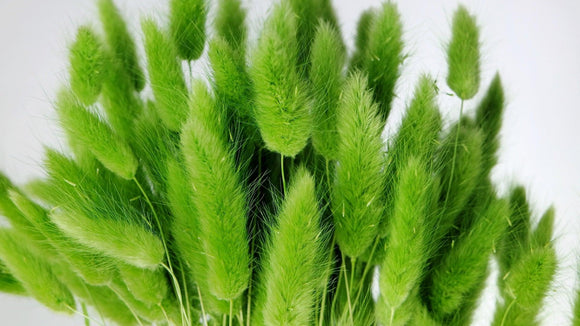 Bunny Tail Grass - 1 bunch - Light green