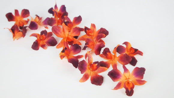 Orchidee Dendrobium getrocknet Earth Matters - 15 Köpfe - Tropical orange 370 - Si-nature