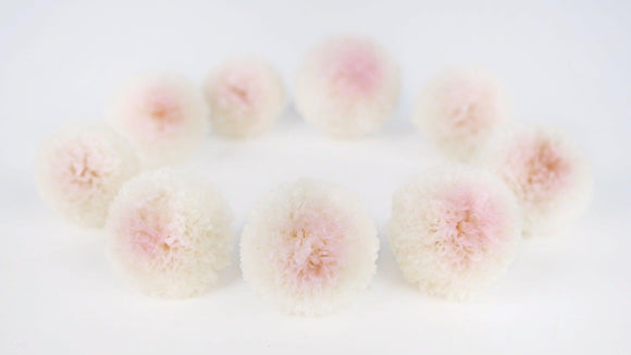 Chrysantheme Pong Pong konserviert Earth Matters - 9 Köpfe - White pink 103