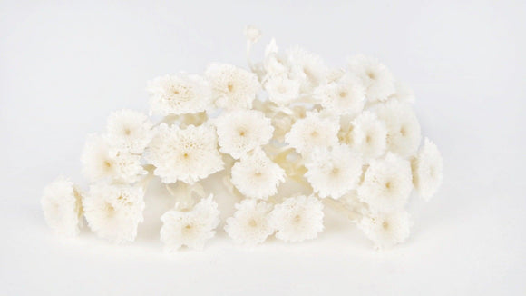 Chrysantheme Pong Pong micro konserviert Earth Matters - 25 Köpfe - White 010