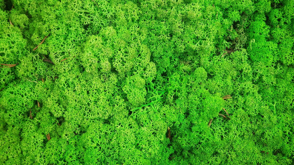 Konserviertes Islandmoos - 5 kg - Grasgrün hell - Si-nature