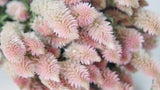 Dried Cockscomb - 1 Bunch - Natural colour pink