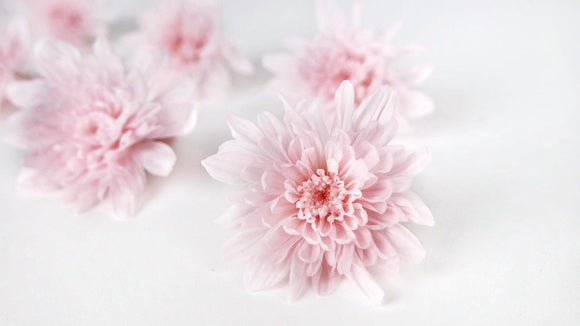 Chrysantheme konserviert Earth Matters - 6 Köpfe - Sherbet pink 102 - Si-nature